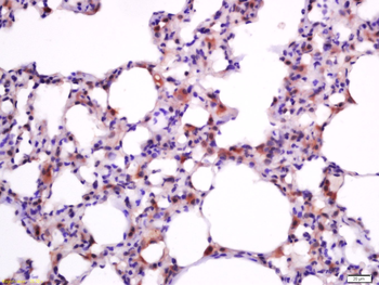 Bax Rabbit Polyclonal Antibody