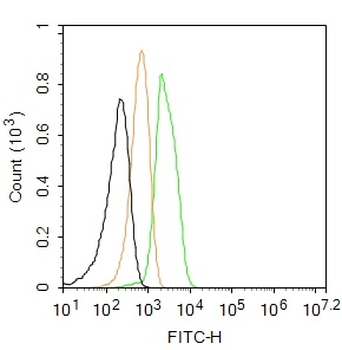 Collagen I Rabbit Polyclonal Antibody (FITC)
