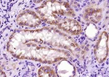 Bad (phospho-Ser134) antibody