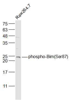 Phospho-Bim (Ser87) Rabbit Polyclonal Antibody