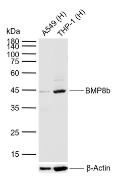 BMP8b Rabbit Polyclonal Antibody
