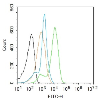 Phospho-CaMK2 alpha (Tyr230) Rabbit Polyclonal Antibody