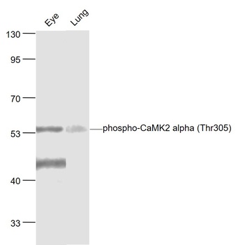 CaMK2 alpha (phospho-Thr305) antibody