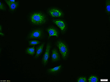 Phospho-Caspase-9 (Ser196) Rabbit Polyclonal Antibody
