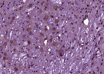 Phospho-Caspase-9 (Ser196) Rabbit Polyclonal Antibody