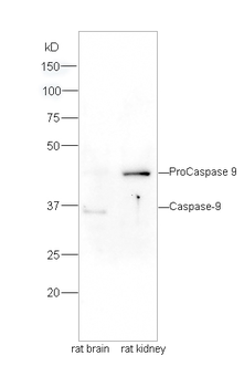 Phospho-Caspase-9 (Ser196) Rabbit Polyclonal Antibody