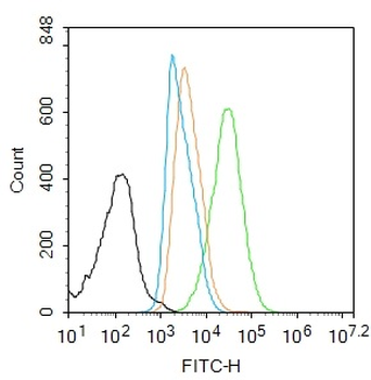 Phospho-RUNX2 (Ser451) Rabbit Polyclonal Antibody