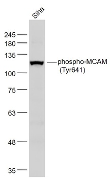 CD146 (phospho-Tyr641) antibody