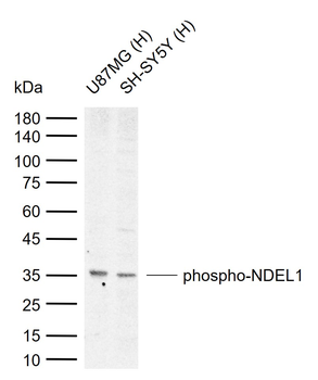 Phospho-NDEL1 (Ser242) Rabbit Polyclonal Antibody