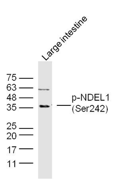 Phospho-NDEL1 (Ser242) Rabbit Polyclonal Antibody