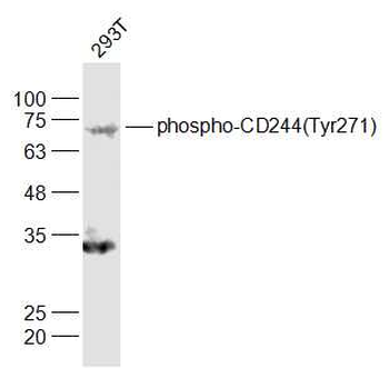Phospho-CD244 (Tyr271) Rabbit Polyclonal Antibody