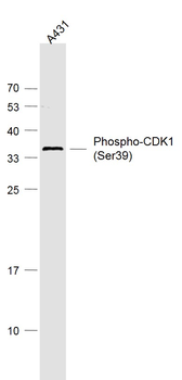 Phospho-CDK1 (Ser39) Rabbit Polyclonal Antibody