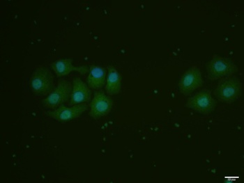 cdc2 (phospho-Ser39) antibody