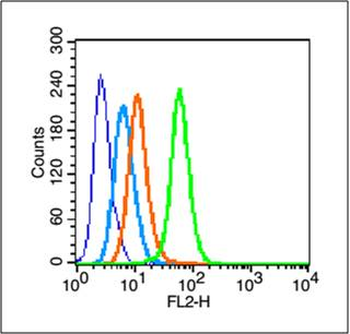 Phospho-c-Jun (Ser63) Rabbit Polyclonal Antibody