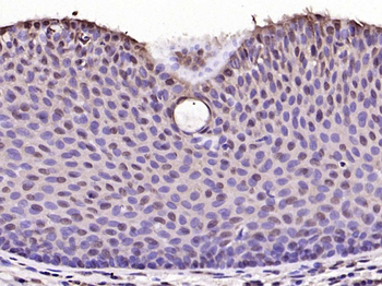 Phospho-c-Jun (Thr91) Rabbit Polyclonal Antibody