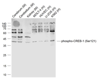 CREB-1 (phospho-Ser121) antibody