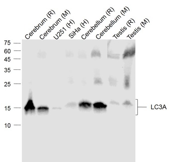 LC3A antibody