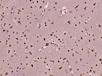 Histone H3 (mono methyl K79) Mouse Monoclonal Antibody