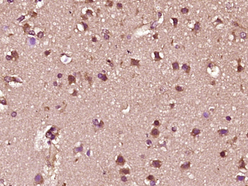 C-fos Rabbit Polyclonal Antibody