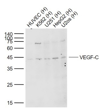 VEGF-C antibody
