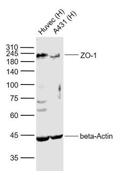 ZO-1 antibody