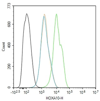 HOXA10 Rabbit Polyclonal Antibody