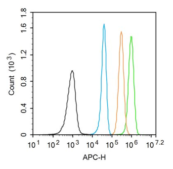 PAX6 Rabbit Polyclonal Antibody