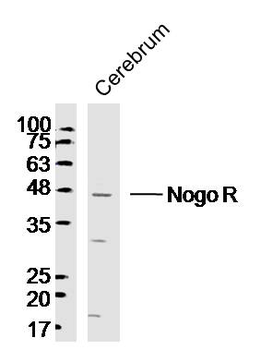 Nogo R Rabbit Polyclonal Antibody