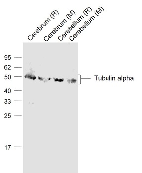 Tubulin Alpha antibody