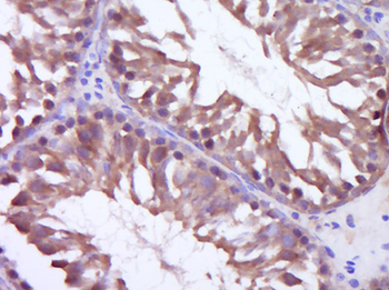 C9orf3 Rabbit Polyclonal Antibody