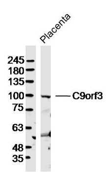 C9orf3 Rabbit Polyclonal Antibody