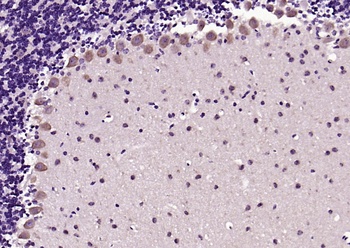 PSD95 antibody