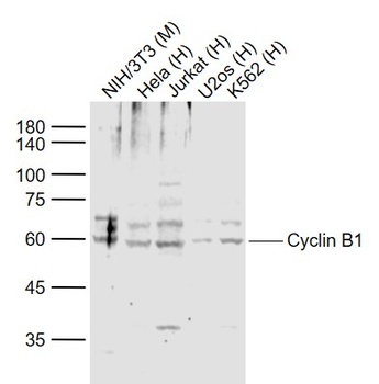 Cyclin B1 antibody