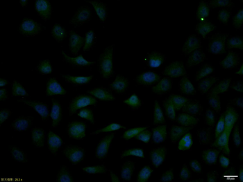 JAK2 Rabbit Polyclonal Antibody