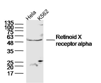 Retinoid X receptor alpha Rabbit Polyclonal Antibody
