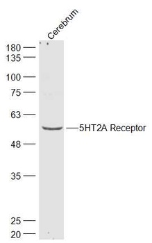 5HT2A Receptor antibody