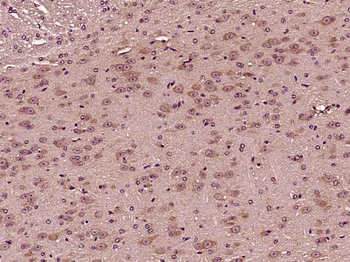 AMPK alpha-1 Mouse Monoclonal Antibody