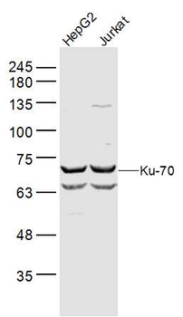 Ku70 / XRCC6 Rabbit Polyclonal Antibody