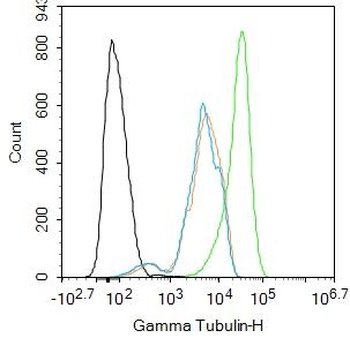 Gamma Tubulin antibody