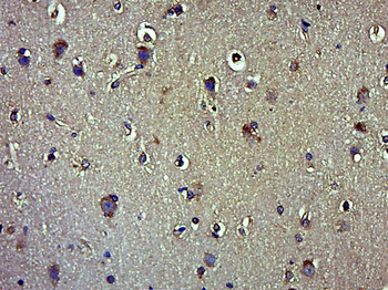 Beclin 1 Mouse Monoclonal Antibody