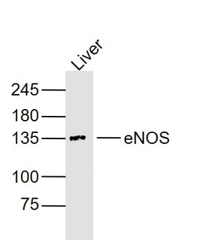 ENOS antibody