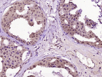 WEE1 Rabbit Polyclonal Antibody