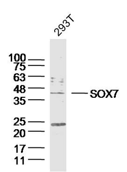 SOX7 Rabbit Polyclonal Antibody