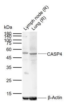 Caspase 4 antibody