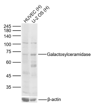 Galactosylceramidase Rabbit Polyclonal Antibody