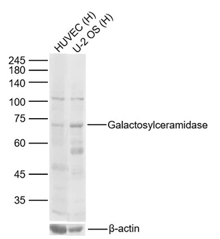 Galactosylceramidase antibody