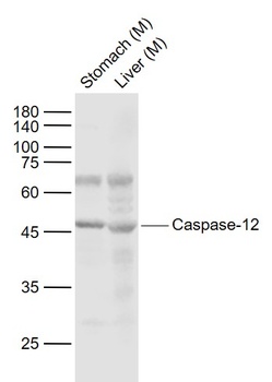 Caspase-12 antibody