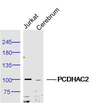PCDHAC2 Rabbit Polyclonal Antibody