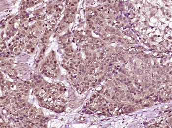 Cyclin B1 Mouse Monoclonal Antibody