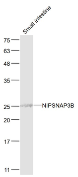 NIPSNAP3B Rabbit Polyclonal Antibody